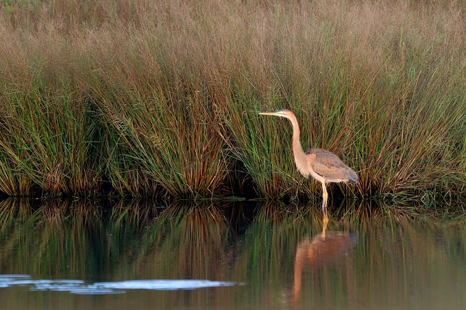 <i>(Ardea purpurea)</i> <br />Purple Heron