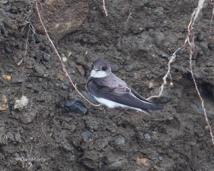 Bank-Swallow-3283.jpg