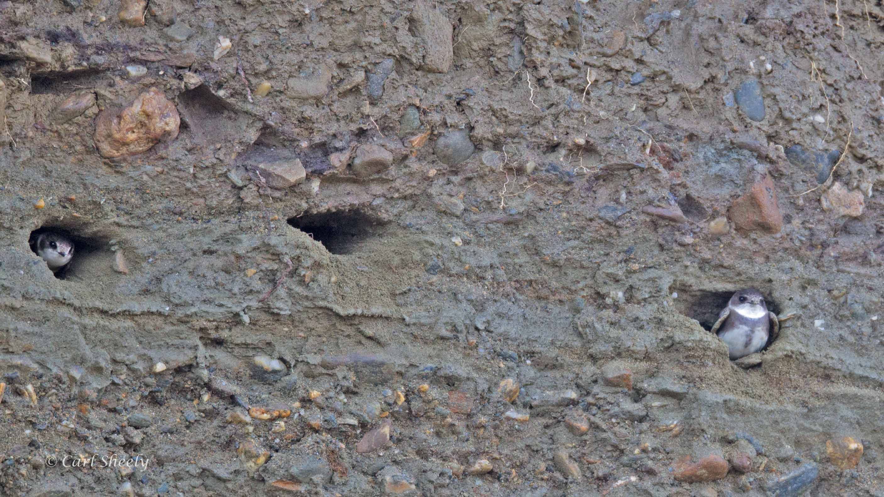 Bank-Swallows-3257.jpg