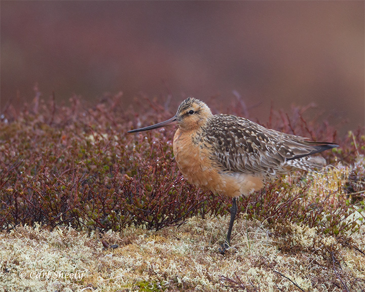 Bar-tailed-Godwit-7846.jpg