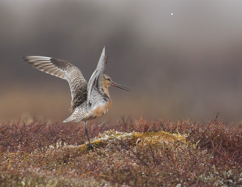 Bar-tailed-Godwit-1.jpg