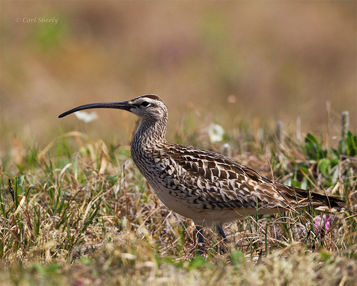 Bristle-thighed-Curlew-3829.jpg