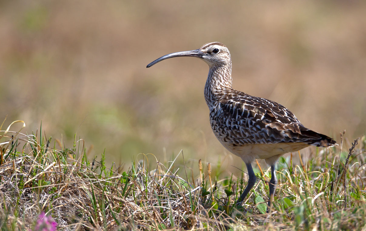 Bristle-thighed-Curlew3847.jpg