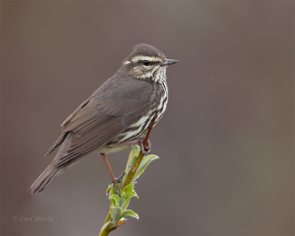 Northern-Waterthrush-8450-L.jpg