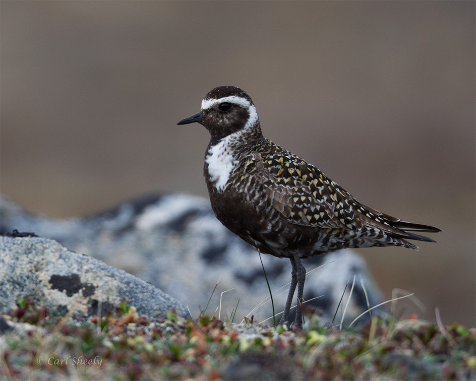 Pacific-Golden-Plover-1263.jpg