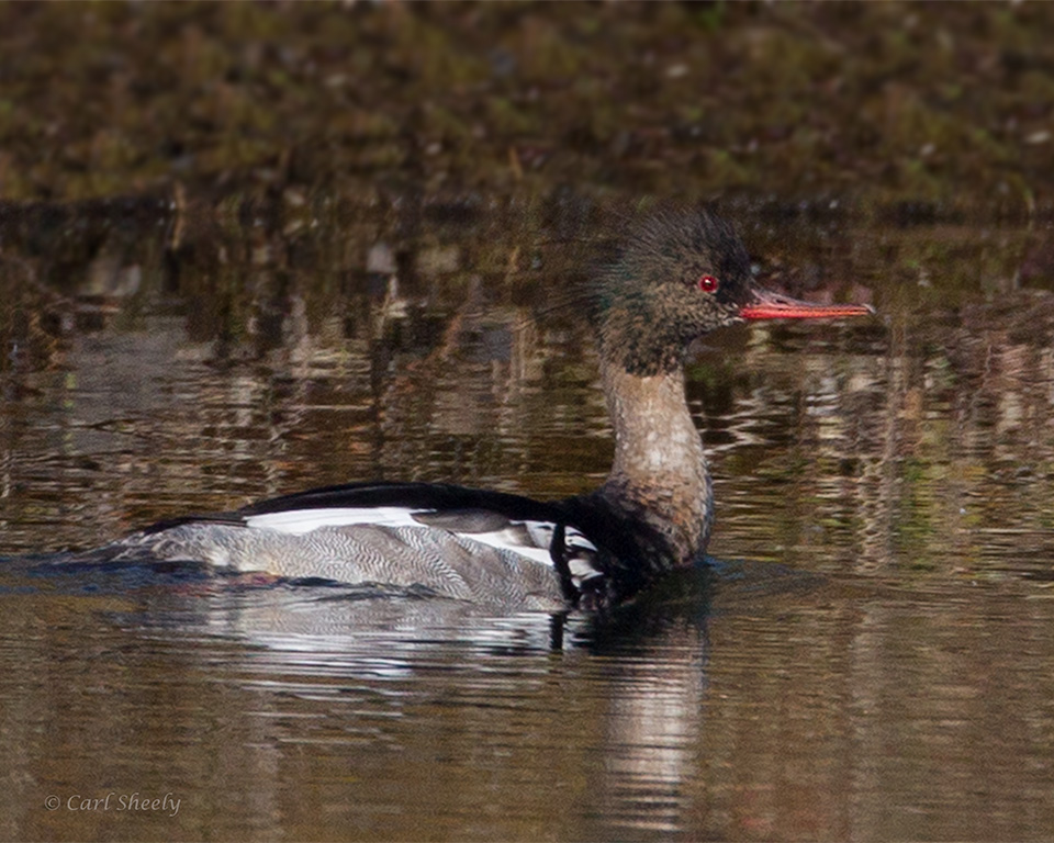 Red-breasted-Merganser-4073.jpg