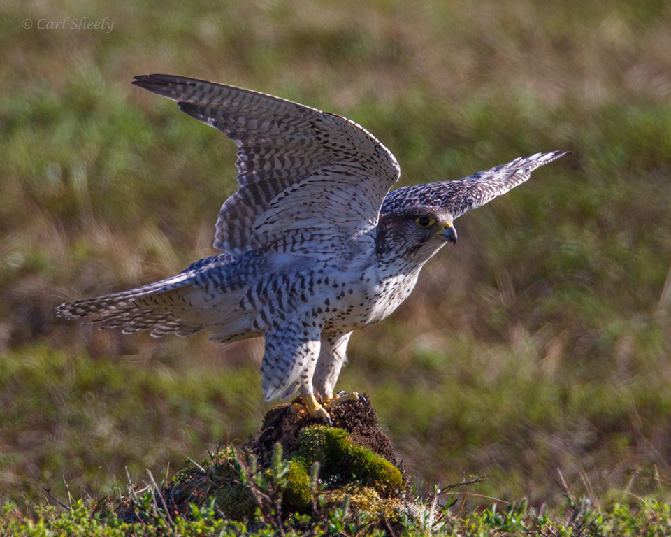 Gyrfalcon-4477.jpg