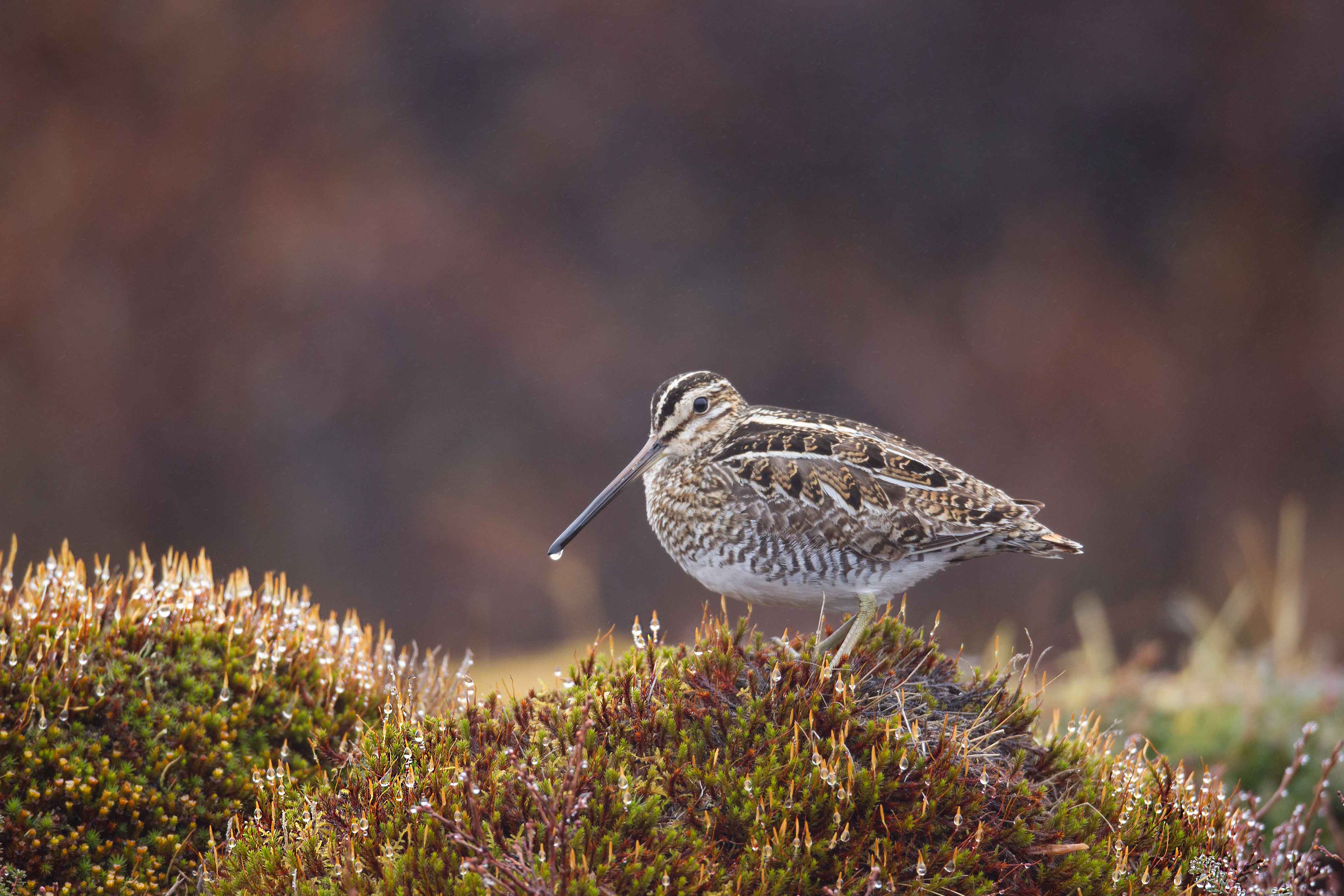 Wilsons-Snipe-8059.jpg