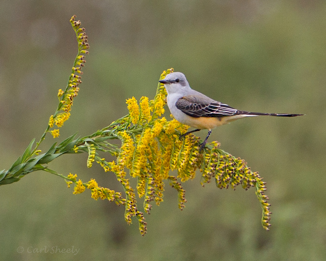 Scissor-tailed4660.jpg