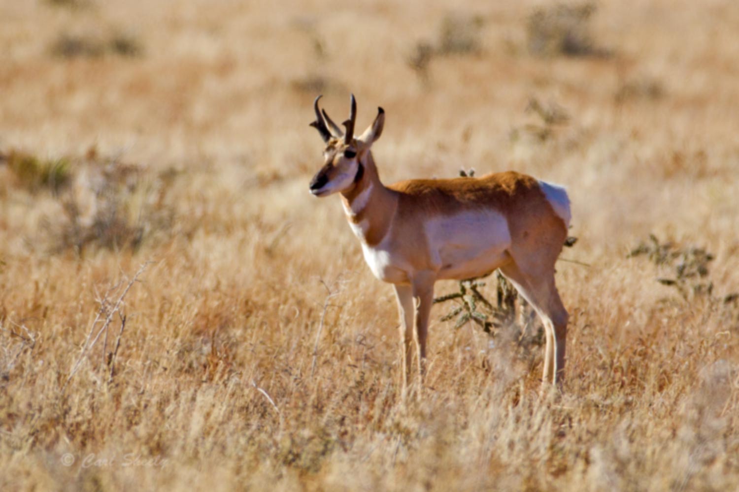 Pronghorn9114.jpg