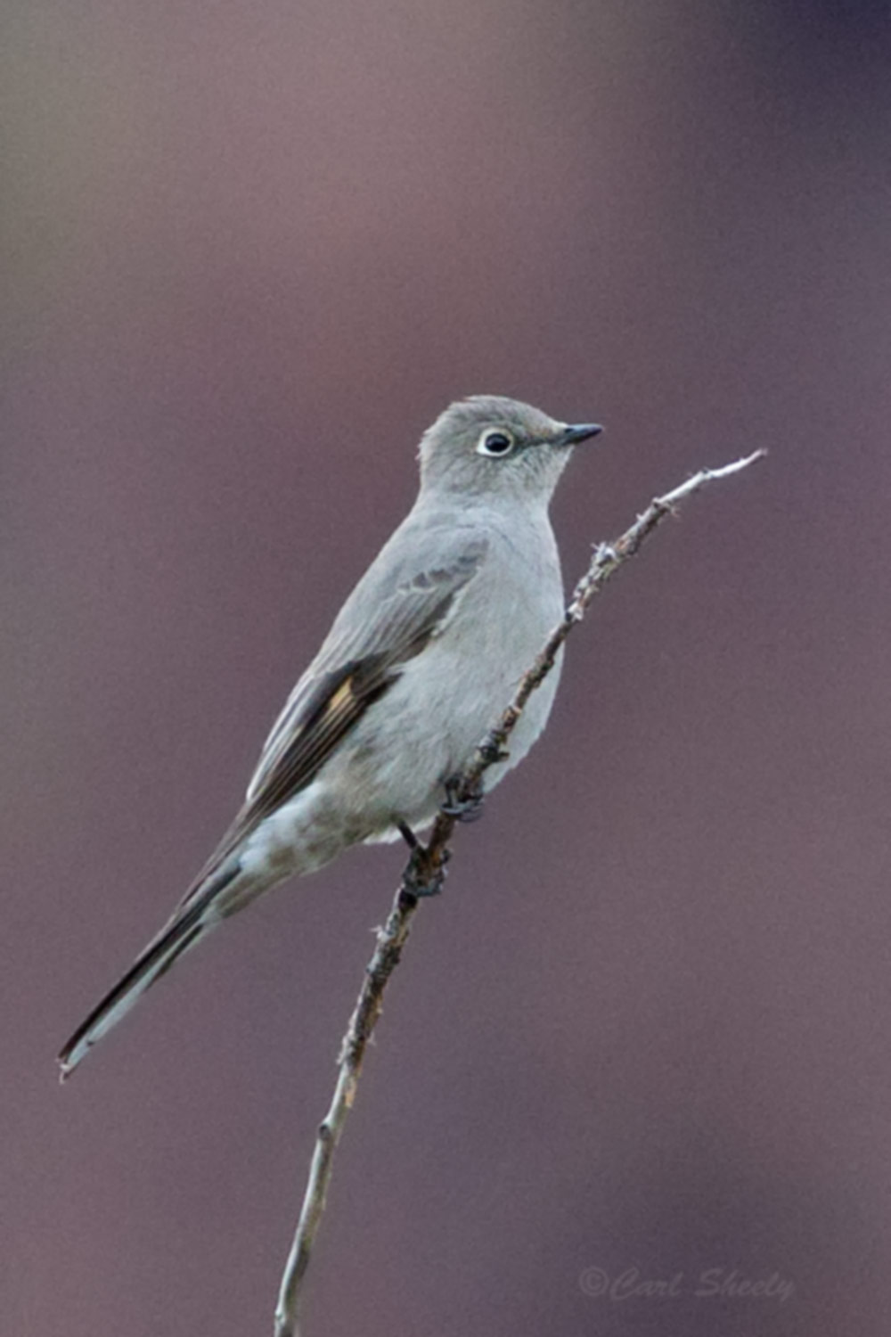 Townsends Solitaire 9364.jpg