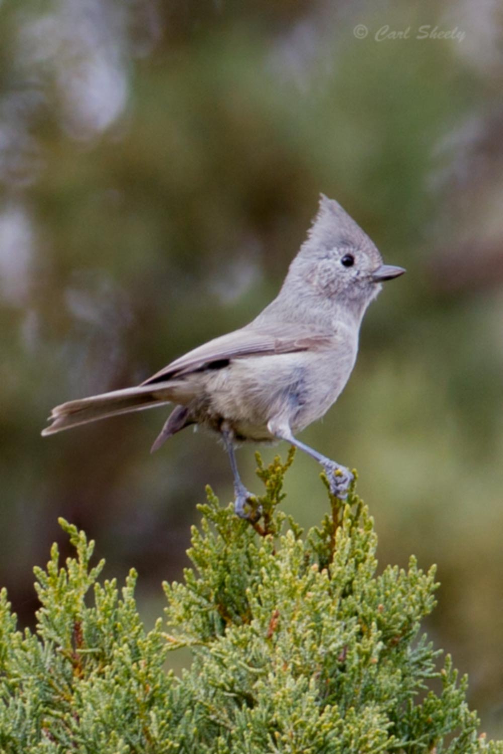 Juniper9542.jpg