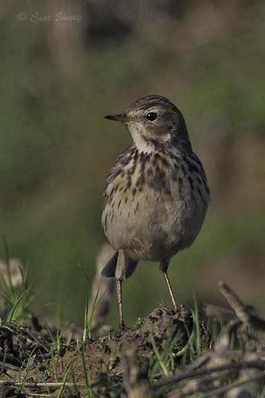 Am Pipit0424.jpg