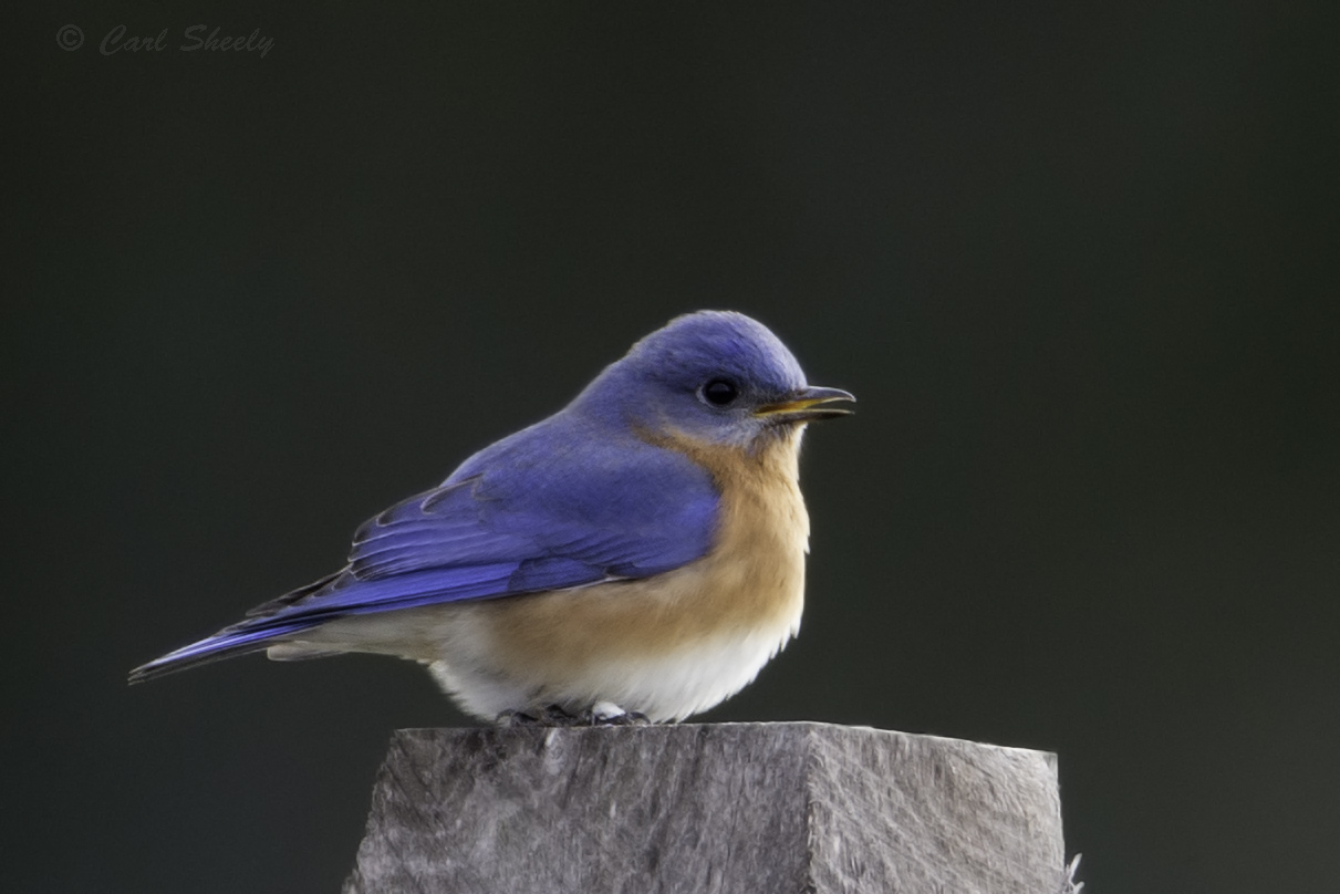 Blue Bird1397.jpg