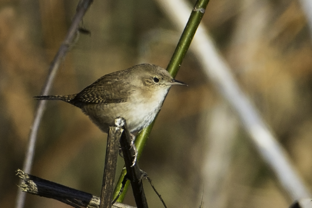 House Wren0502.jpg