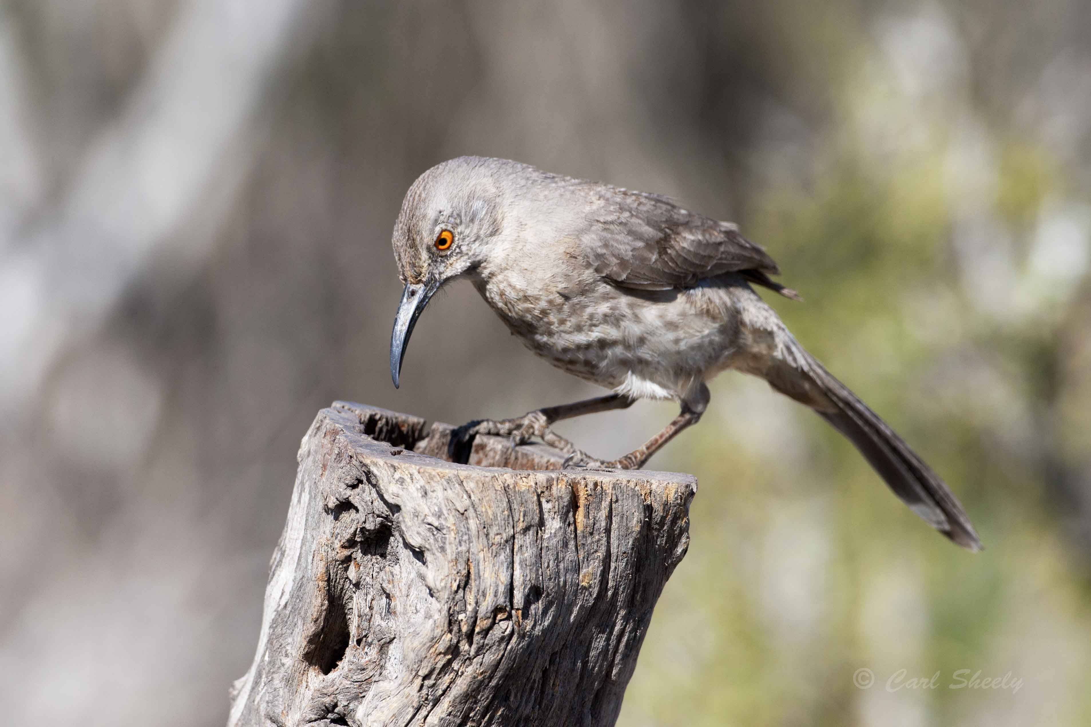 Curve-billed Thrasher 6921.jpg