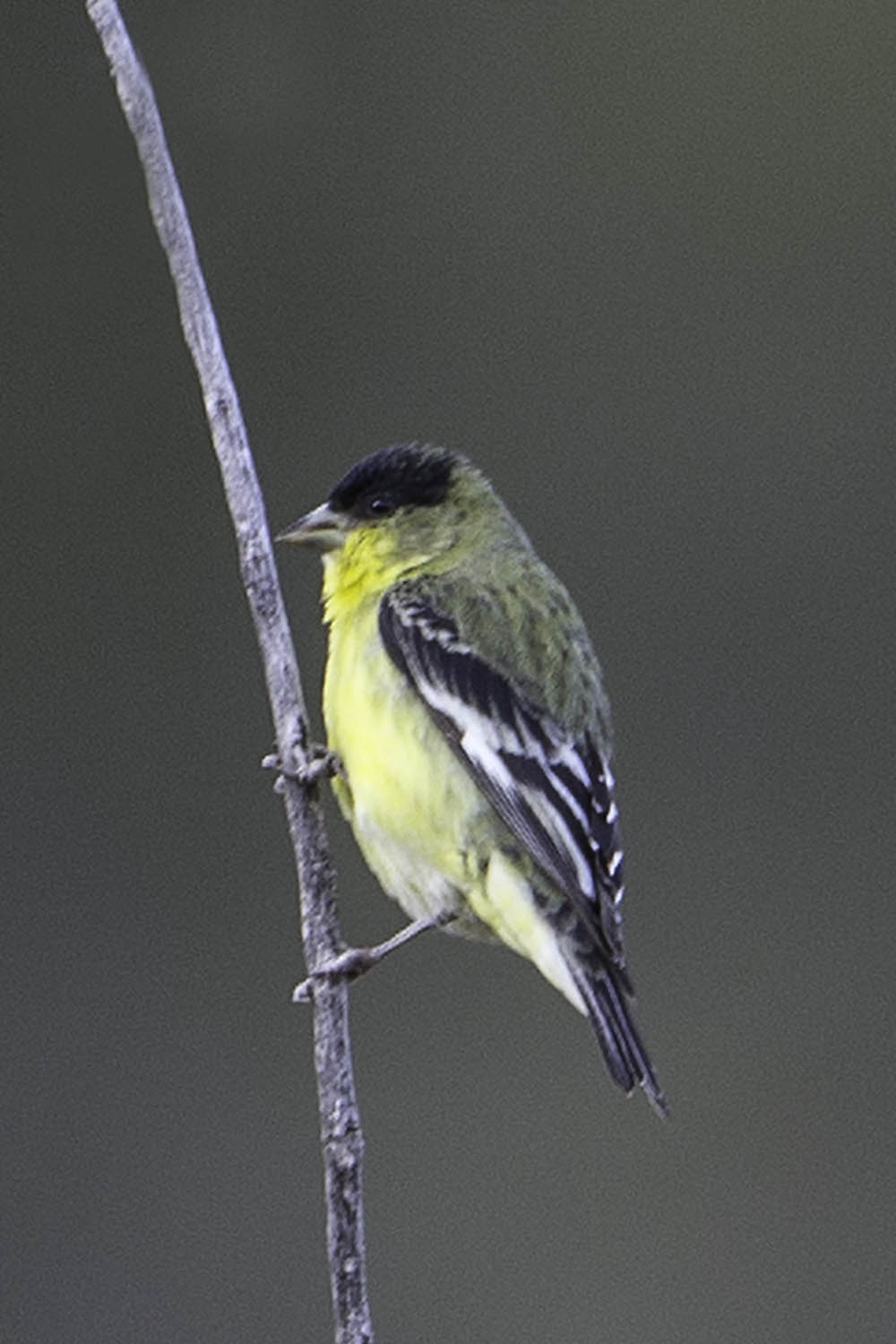 Lesser Goldfinch 3242.jpg