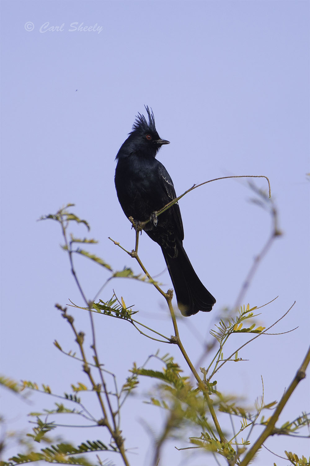 Phainopepla 3139.jpg