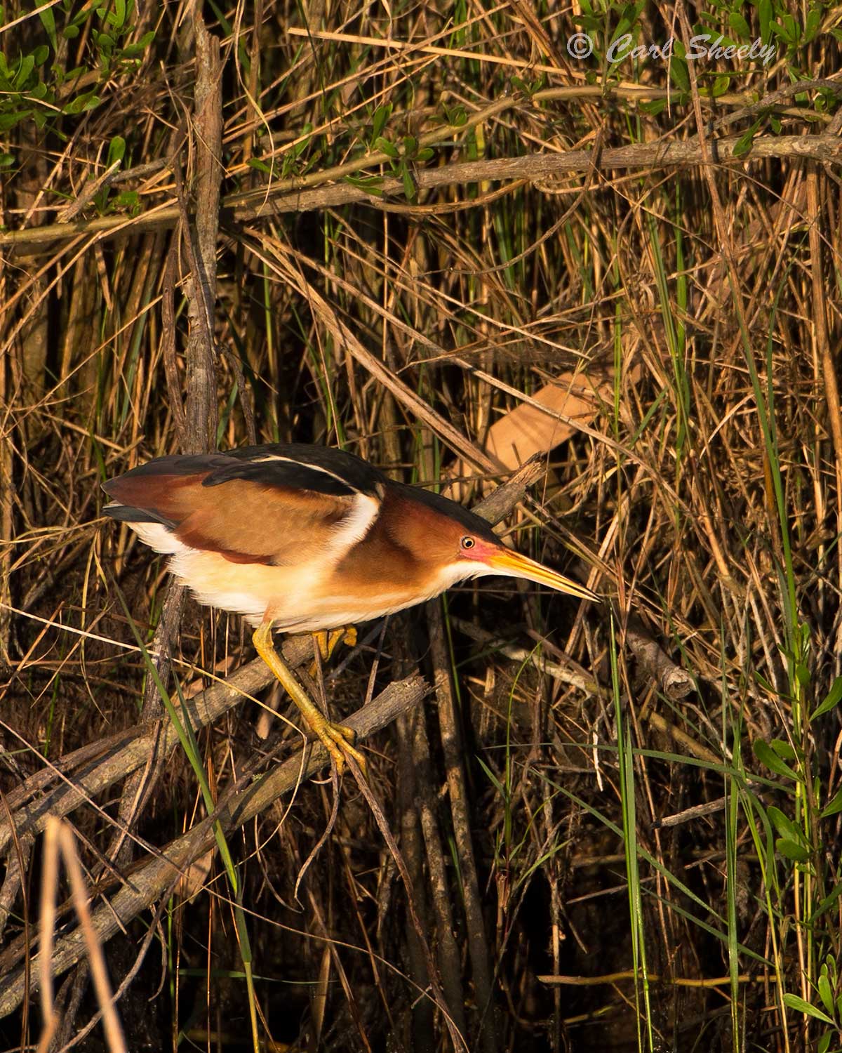 Least-Bittern-Cam-1.jpg