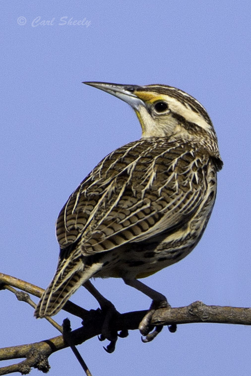 Eastern Meadowlark6320.jpg