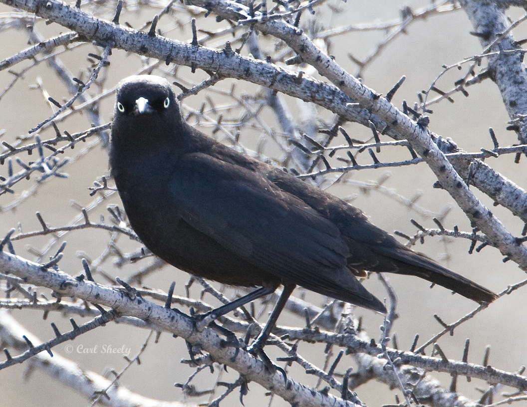 Rusty Blackbird9750.tif