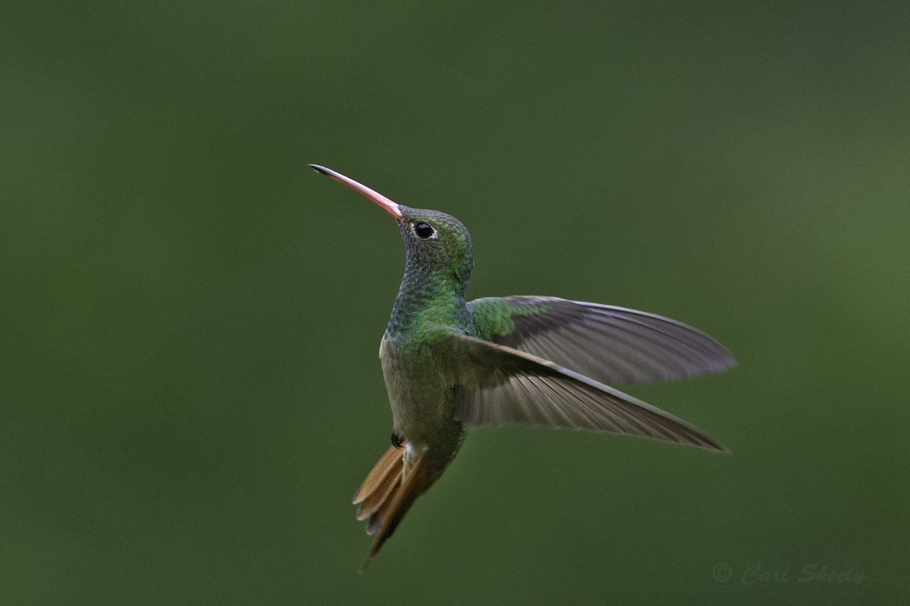 Buff-bellied Hummingbird7371.jpg