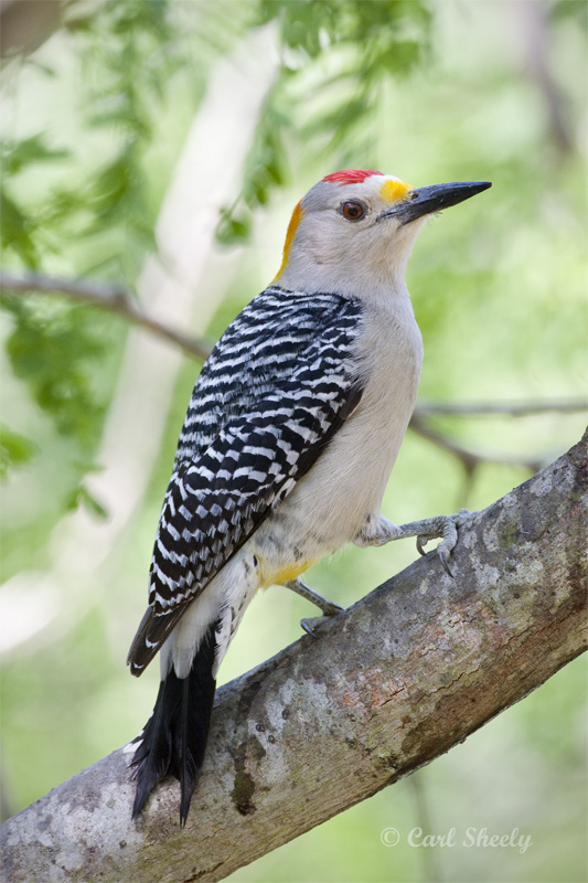 Golden-fronted Woodpecker-4.jpg