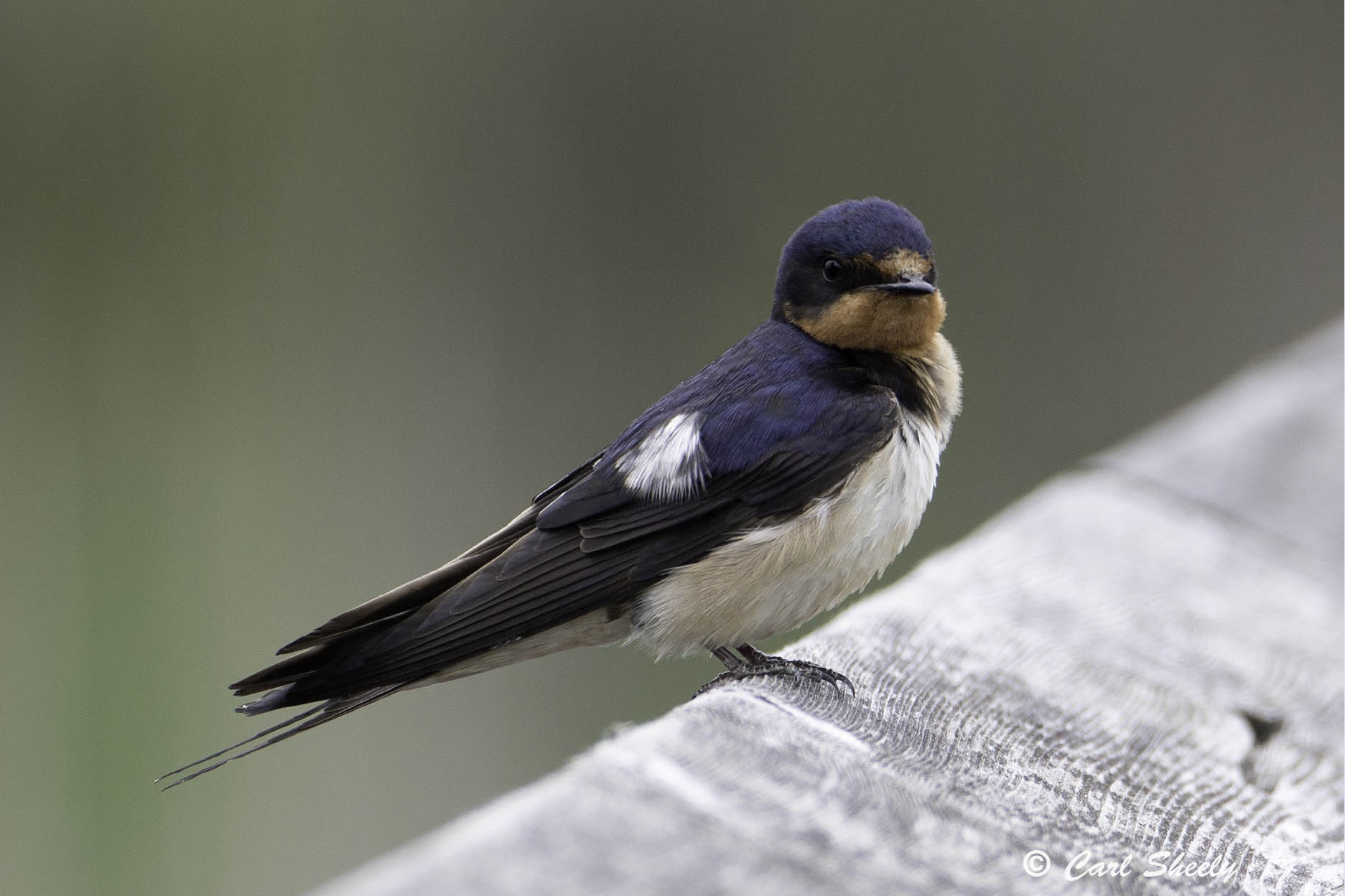 BarnSwallow7569.jpg