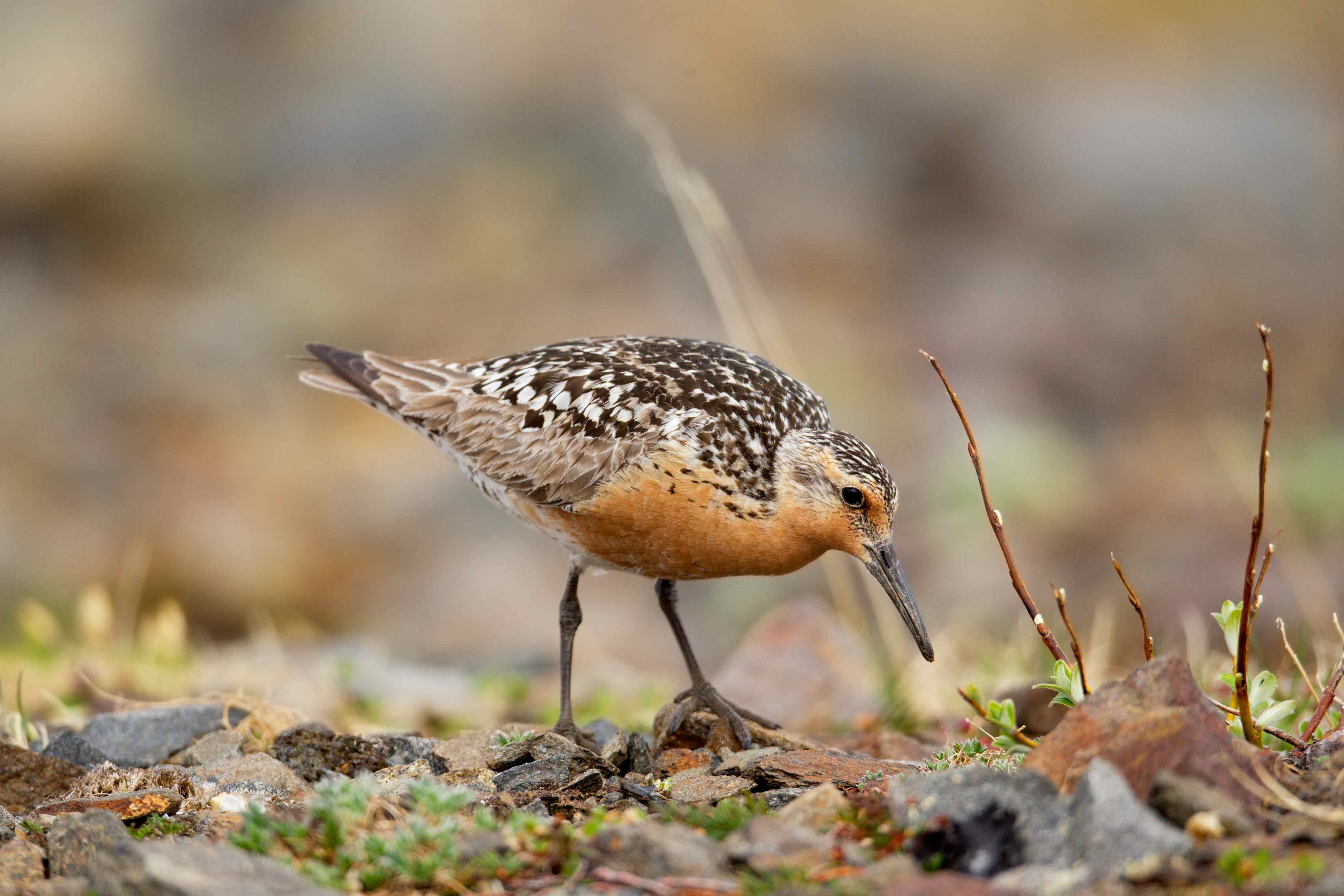 Redknot1719.jpg