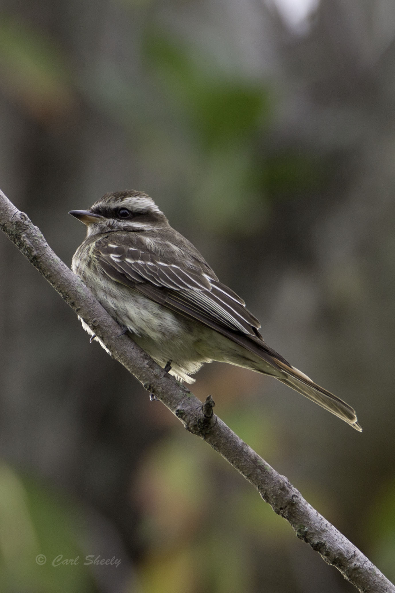 Variegated Flycatcher 0618.jpg