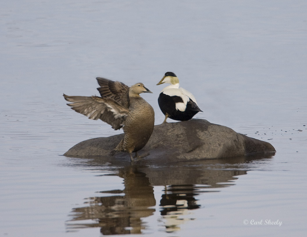 Common Eider-2.jpg