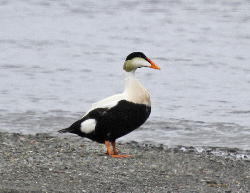 Common Eider.jpg