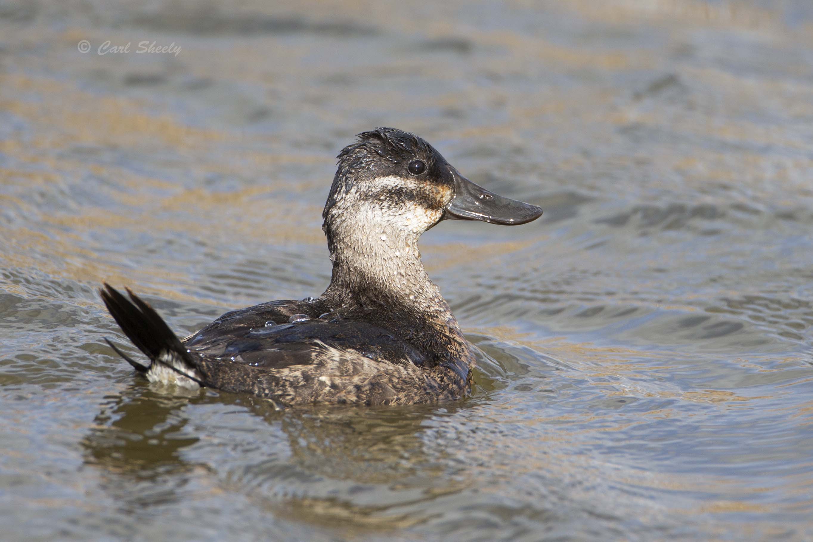 Ruddy Duck 4519.jpg