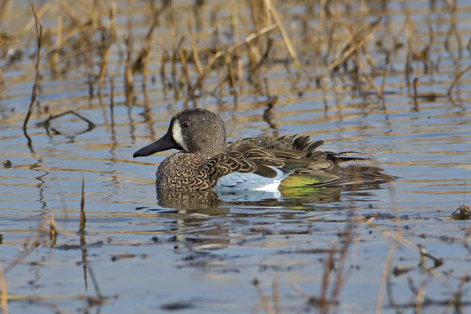 Blue-winged Teal 4520.tif
