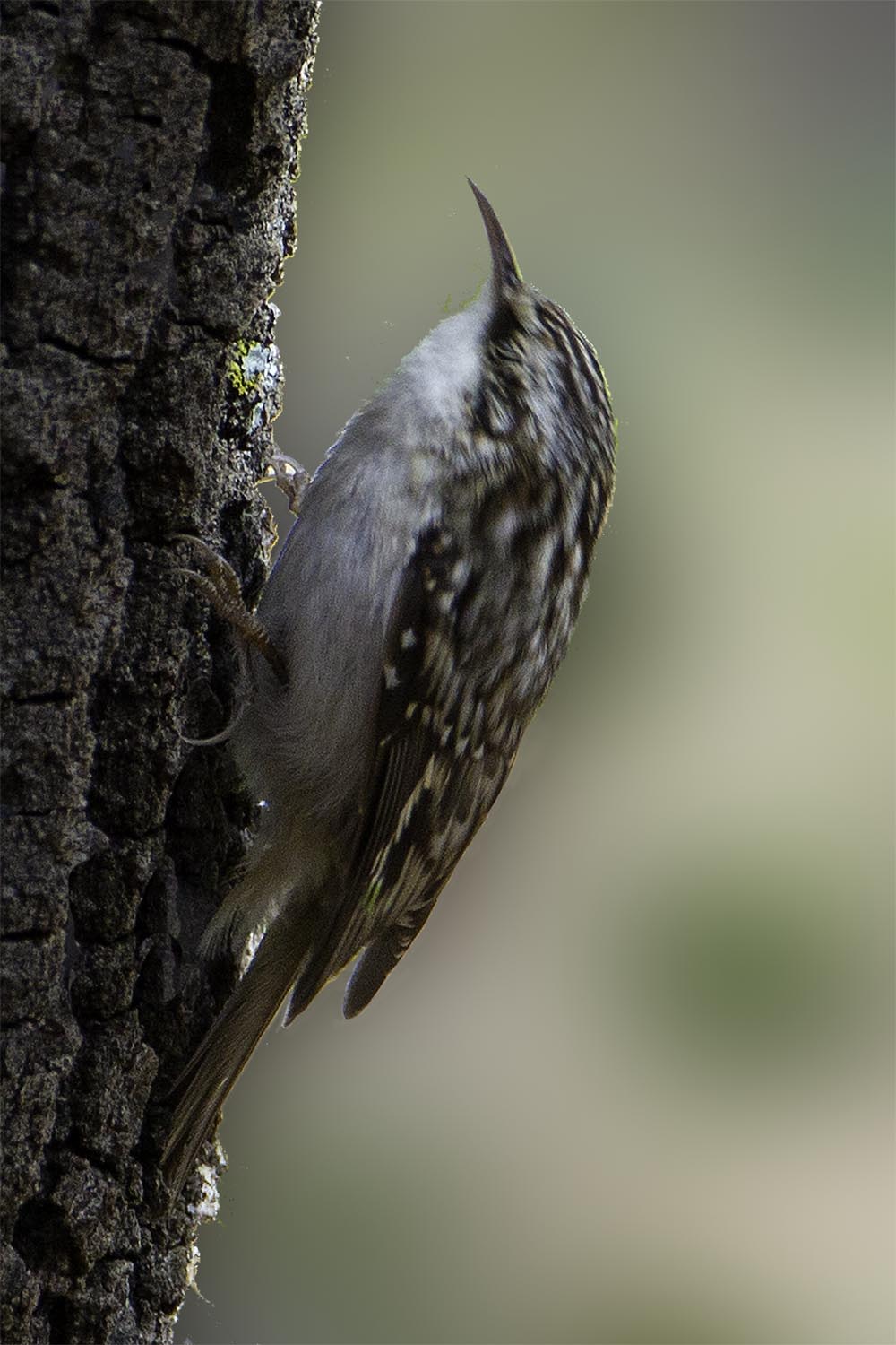 Mexican Brown Creeper 3041.jpg