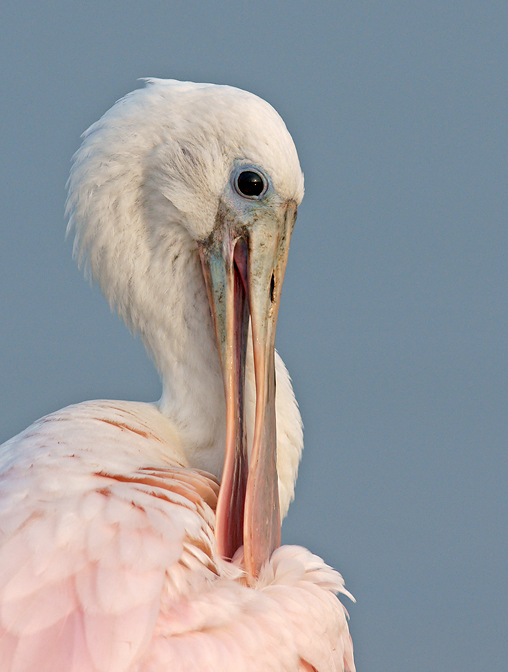 Juvy preening