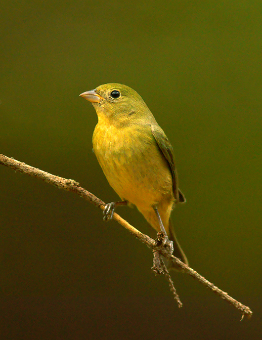 Ms. Painted Bunting