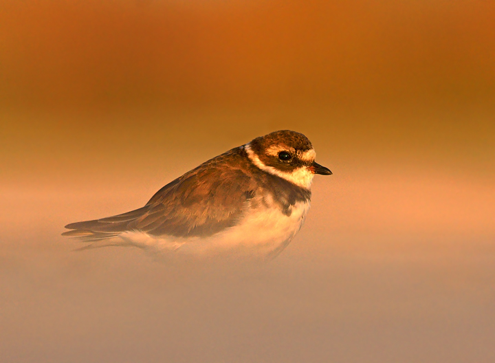 In the morning glow