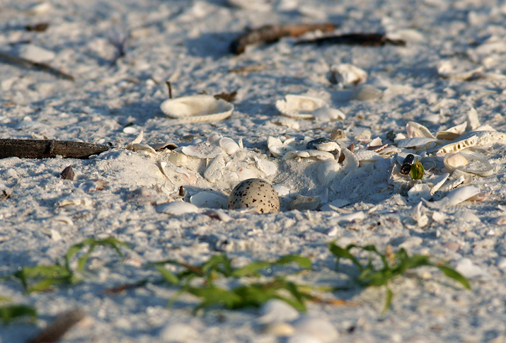 Snowy Plover nest