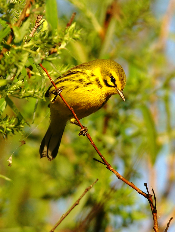 Prairie Warbler