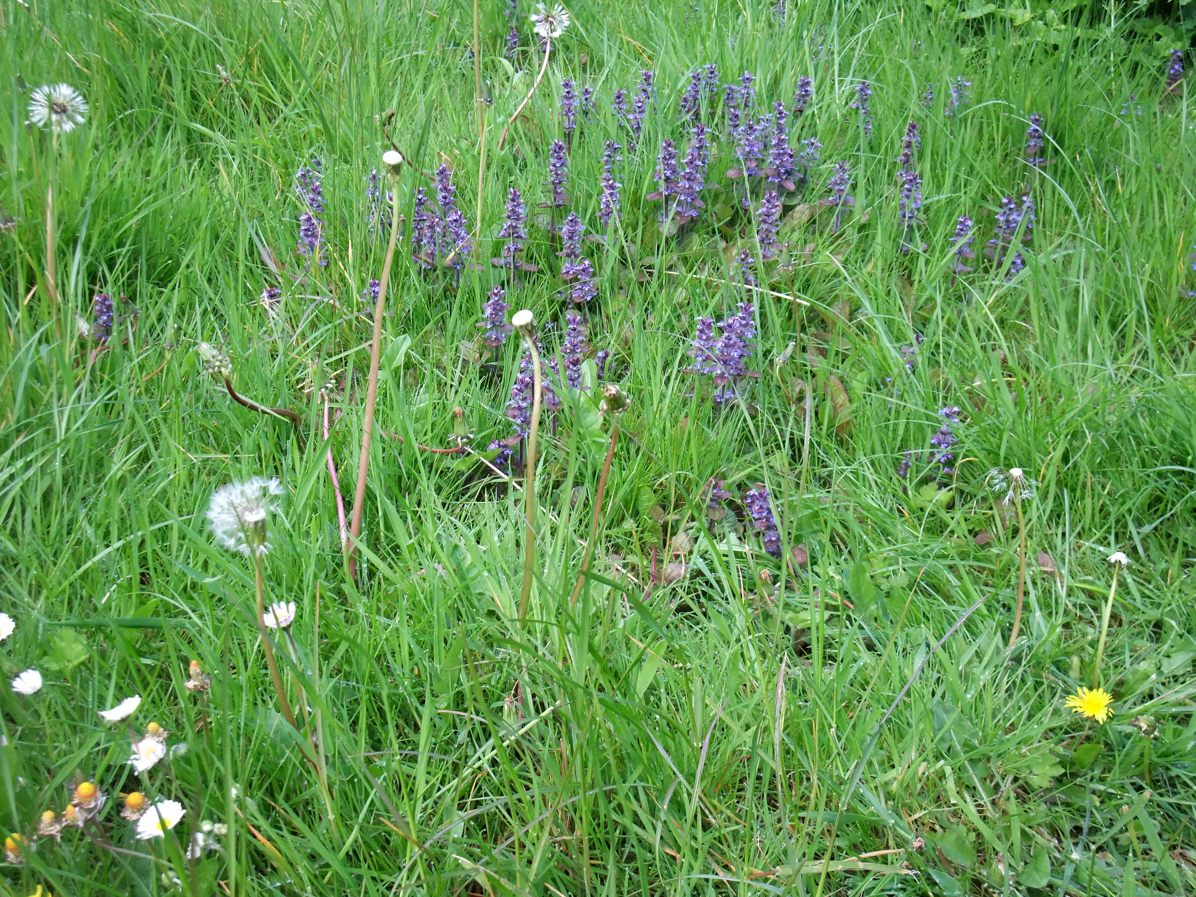 Ajuga reptans Atropurpurea pottering across the bank, soon to be strimmed!