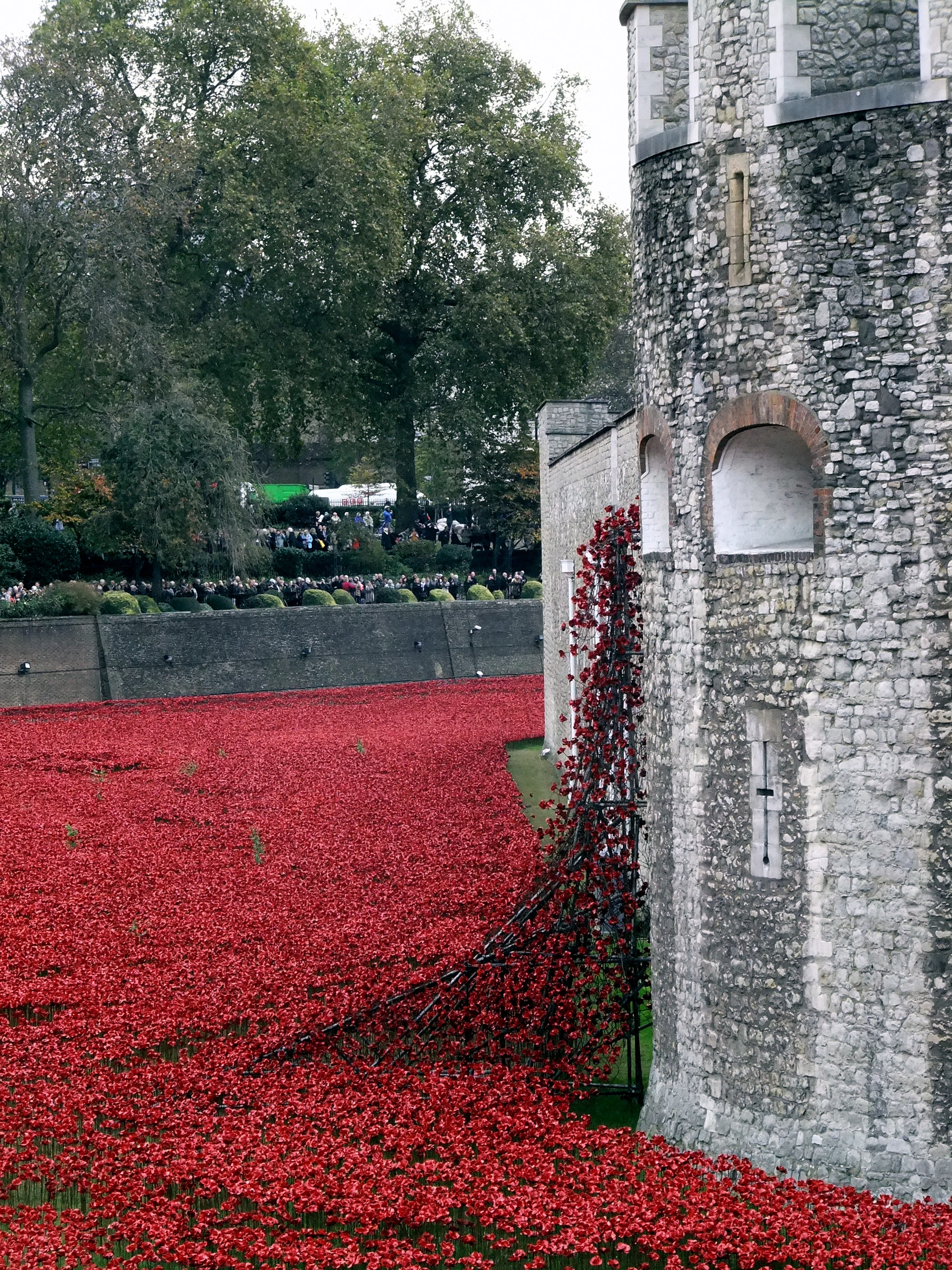 Poppies tumbling out of The Tower, like a broken blood vessel