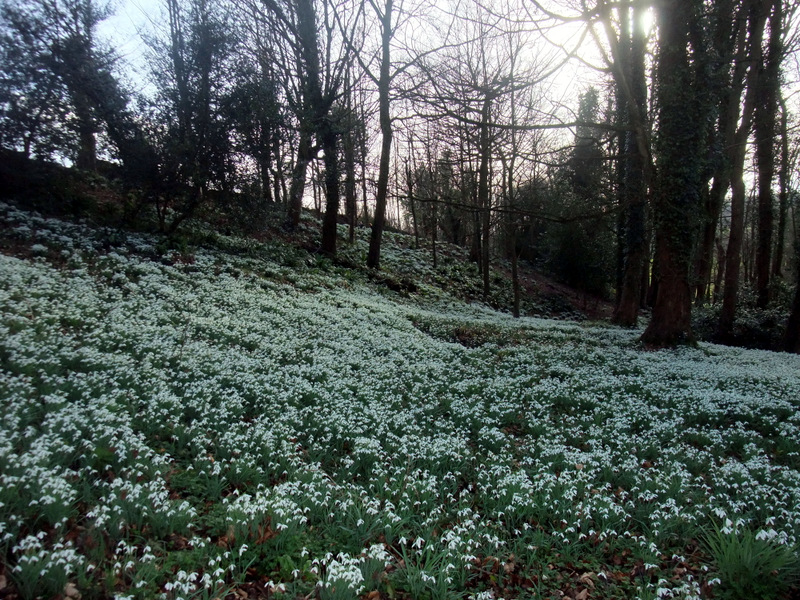 Rococo Snowdrops 