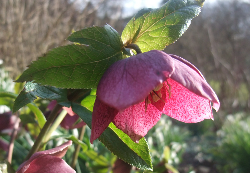 Rococo hellebore