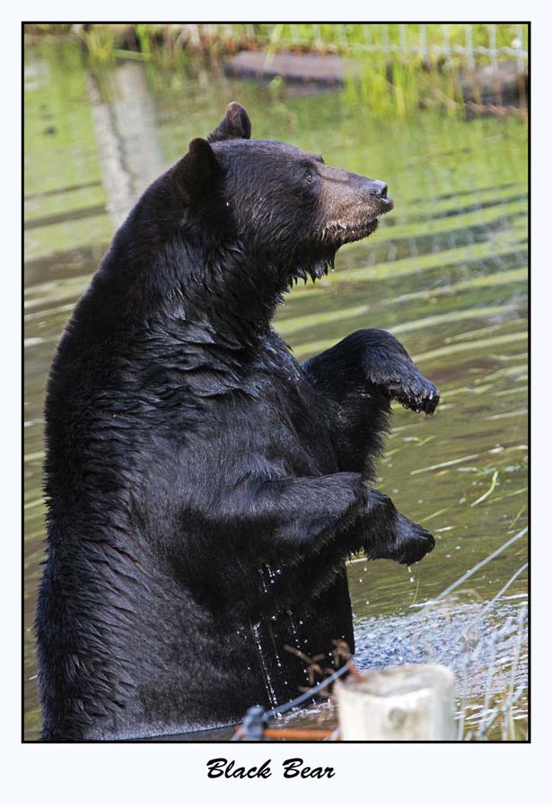Black Bear