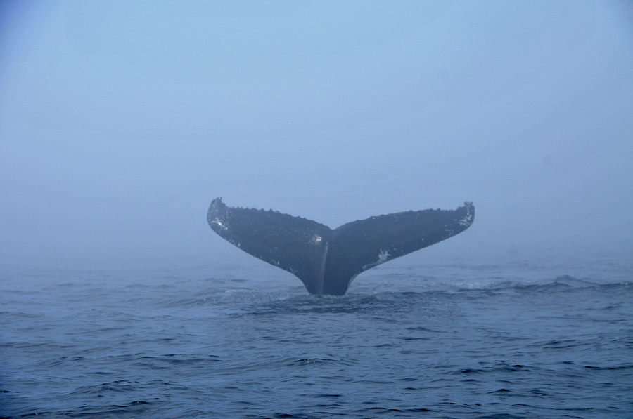 Baleines aux Bergeronnes