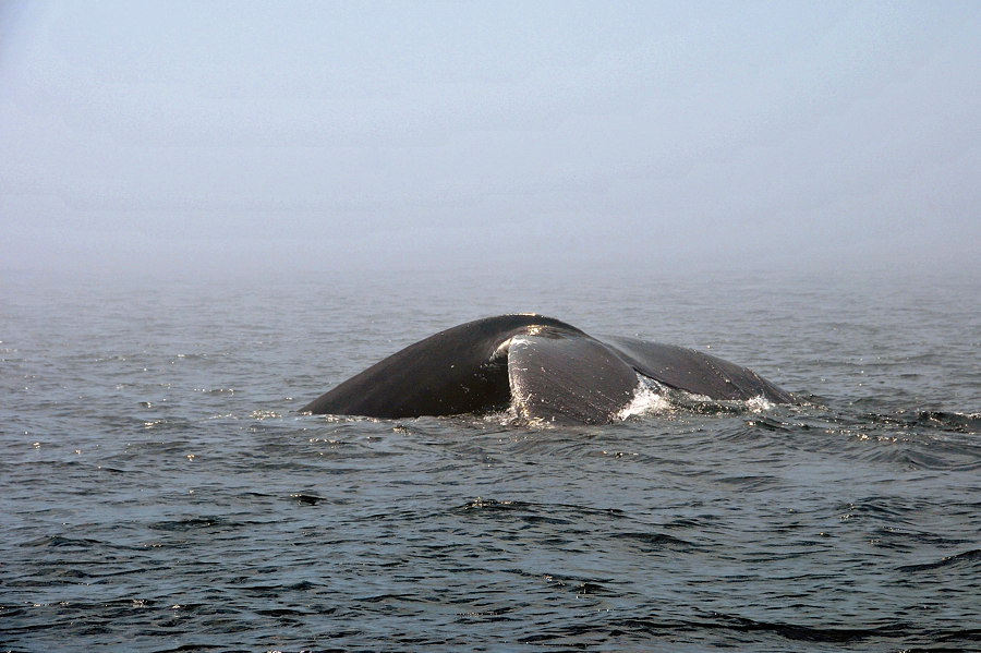 Baleines aux Bergeronnes