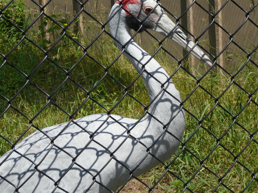 Brolga crane - June 30, 2008 