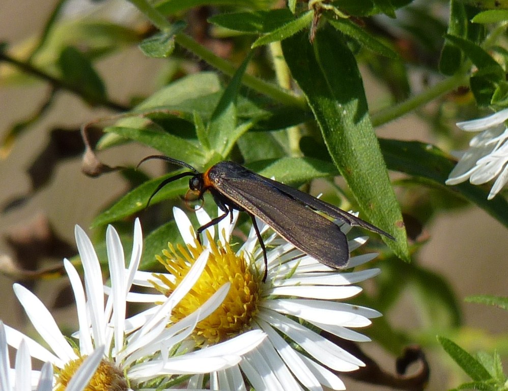 Virginia ctenucha moth - McKee Park, Fitchburg - October 12, 2010