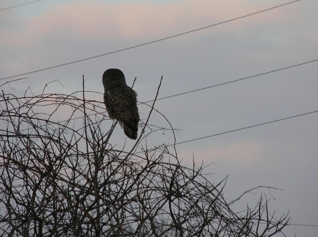 Great gray owl - north of Lake Kegonsa, Stoughton, WI - March 2005